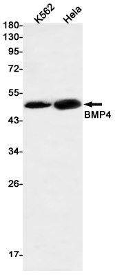 Rabbit Monoclonal Antibody to BMP4