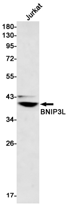Rabbit Monoclonal Antibody to BNIP3L