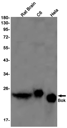 Rabbit Monoclonal Antibody to Bok