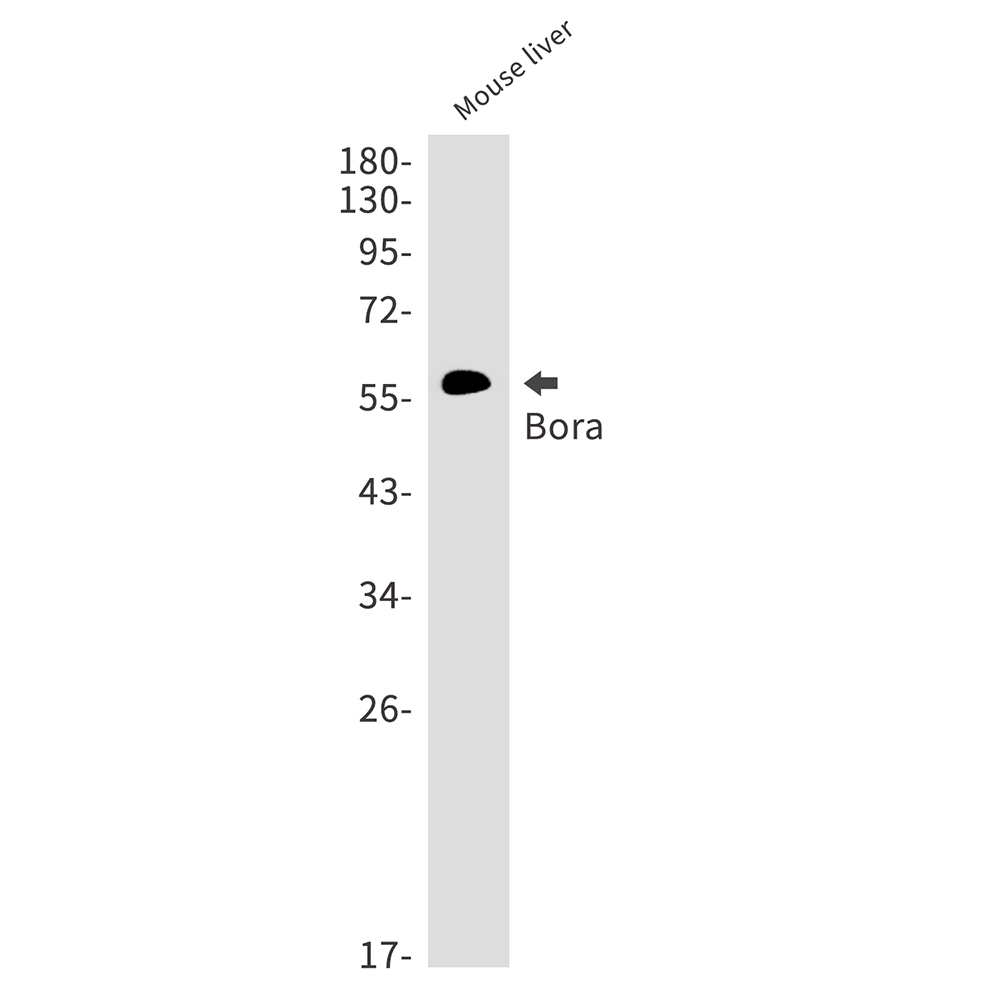 Rabbit Monoclonal Antibody to Bora