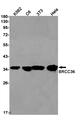 Rabbit Monoclonal Antibody to BRCC36