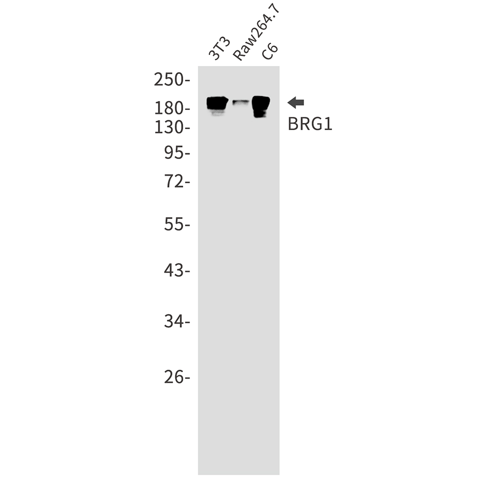 Rabbit Monoclonal Antibody to BRG1