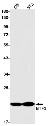 Rabbit Monoclonal Antibody to BTF3