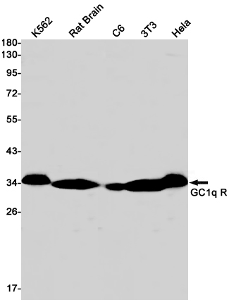 Rabbit Monoclonal Antibody to GC1q R