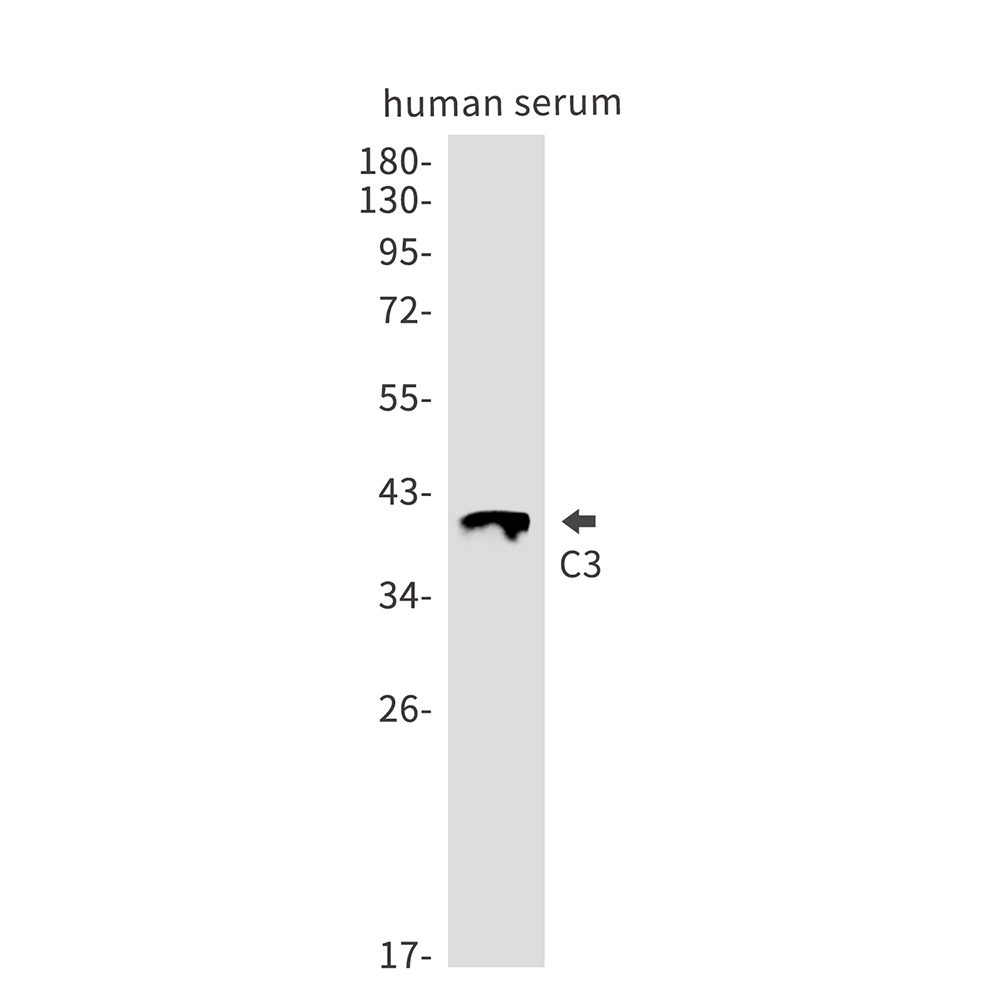 Rabbit Monoclonal Antibody to C3