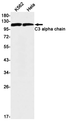 Rabbit Monoclonal Antibody to C3