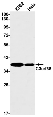 Rabbit Monoclonal Antibody to C3orf38