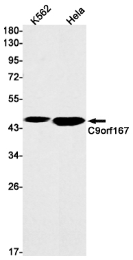 Rabbit Monoclonal Antibody to C9orf167