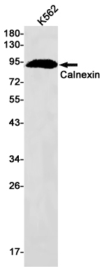 Rabbit Monoclonal Antibody to Calnexin