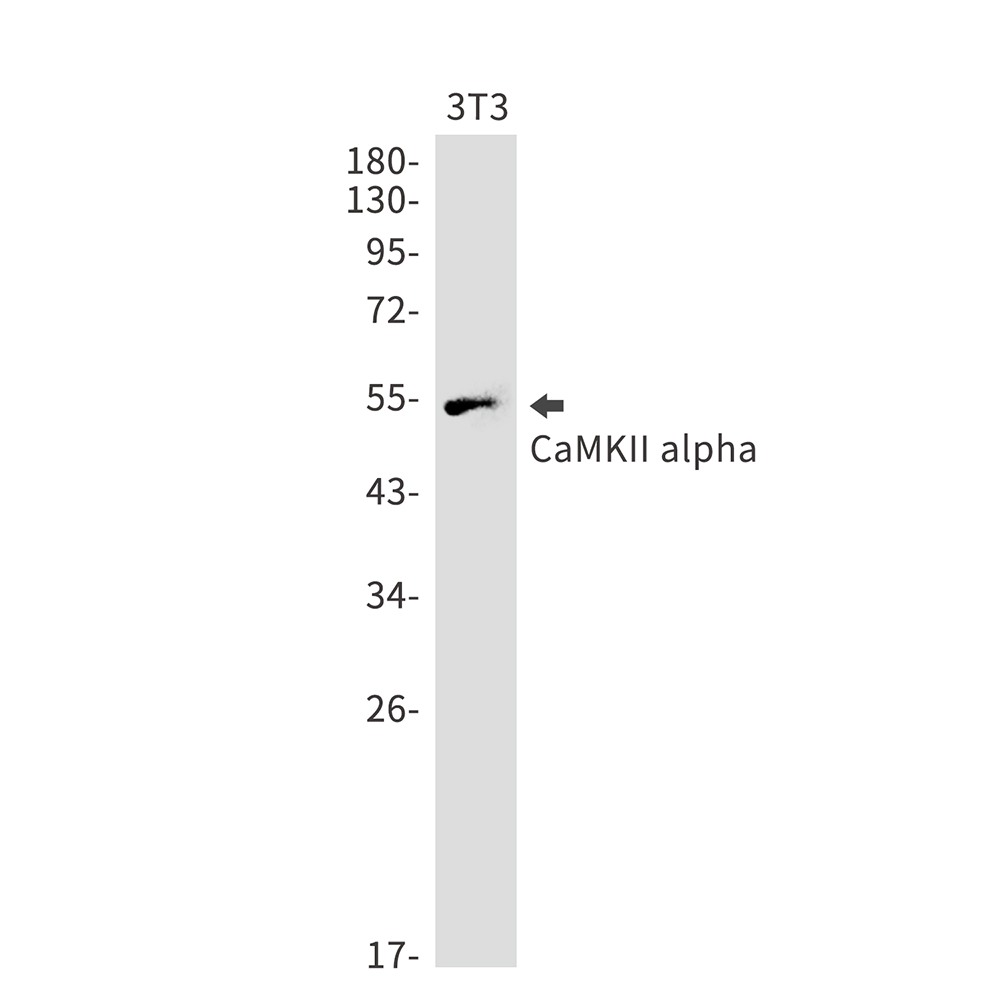 Rabbit Monoclonal Antibody to CaMKII alpha