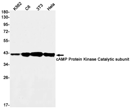 Rabbit Monoclonal Antibody to cAMP Protein Kinase Catalytic Subunit