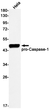 Rabbit Monoclonal Antibody to Caspase 1