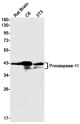 Rabbit Monoclonal Antibody to Caspase 11