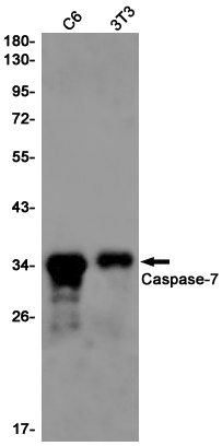 Rabbit Monoclonal Antibody to Caspase 7