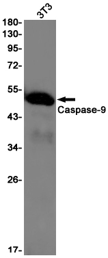 Rabbit Monoclonal Antibody to Caspase 9