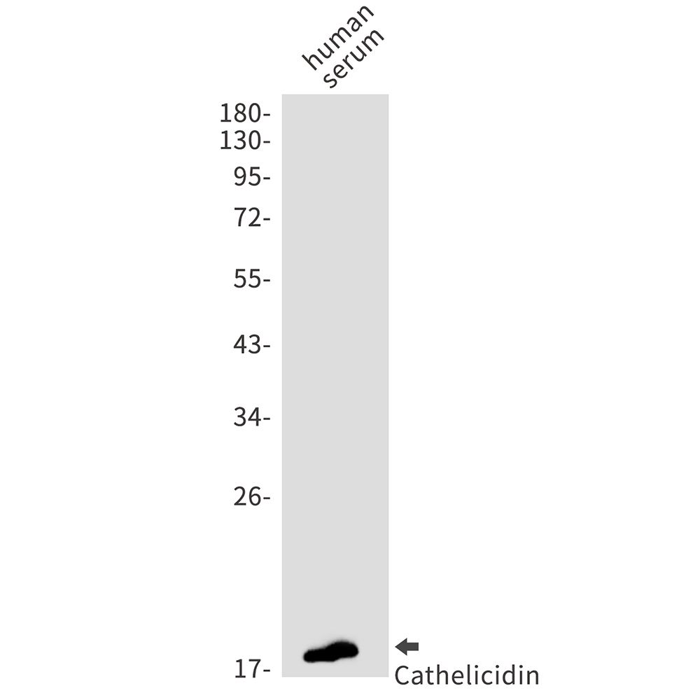 Rabbit Monoclonal Antibody to Cathelicidin