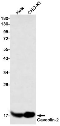 Rabbit Monoclonal Antibody to Caveolin 2