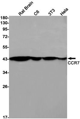 Rabbit Monoclonal Antibody to CCR7