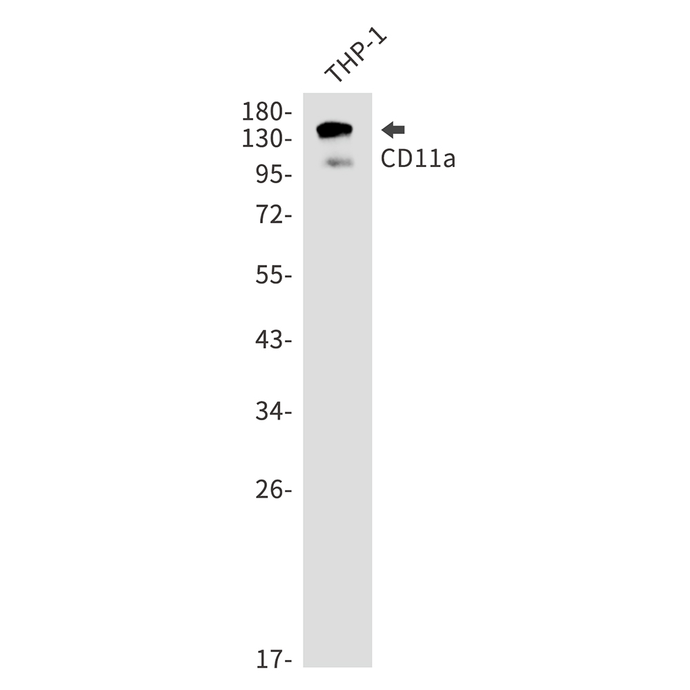 Rabbit Monoclonal Antibody to Integrin alpha L