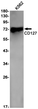 Rabbit Monoclonal Antibody to CD127