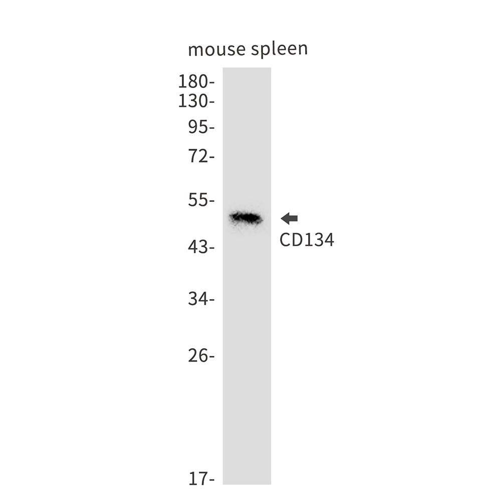 Rabbit Monoclonal Antibody to CD134/OX40L Recepter
