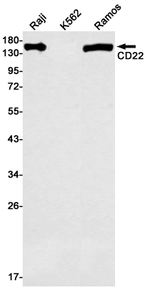 Rabbit Monoclonal Antibody to CD22