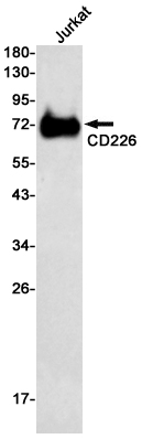 Rabbit Monoclonal Antibody to CD226