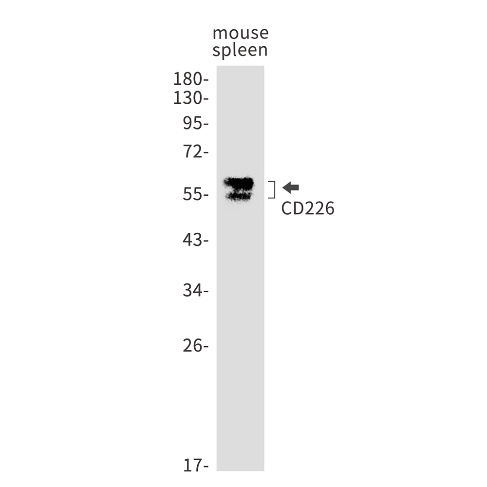 Rabbit Monoclonal Antibody to CD226