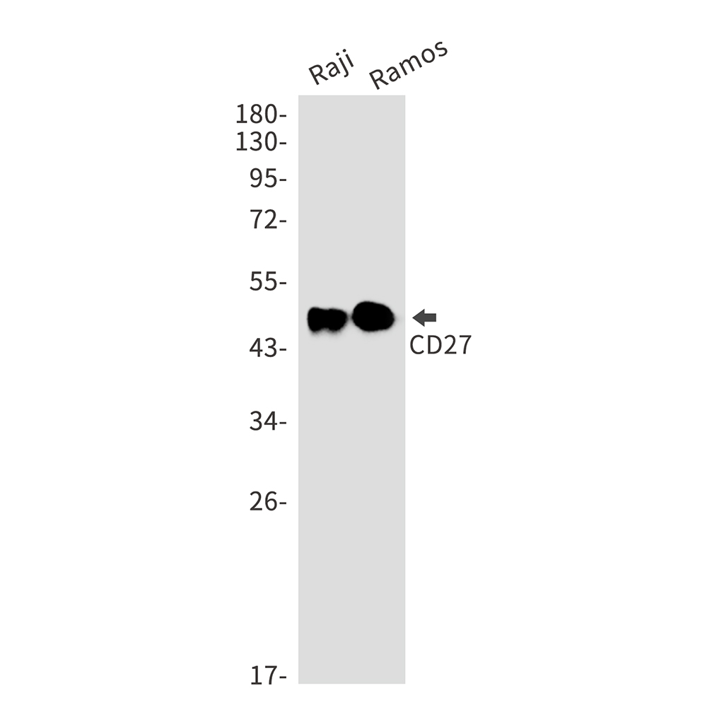 Rabbit Monoclonal Antibody to CD27