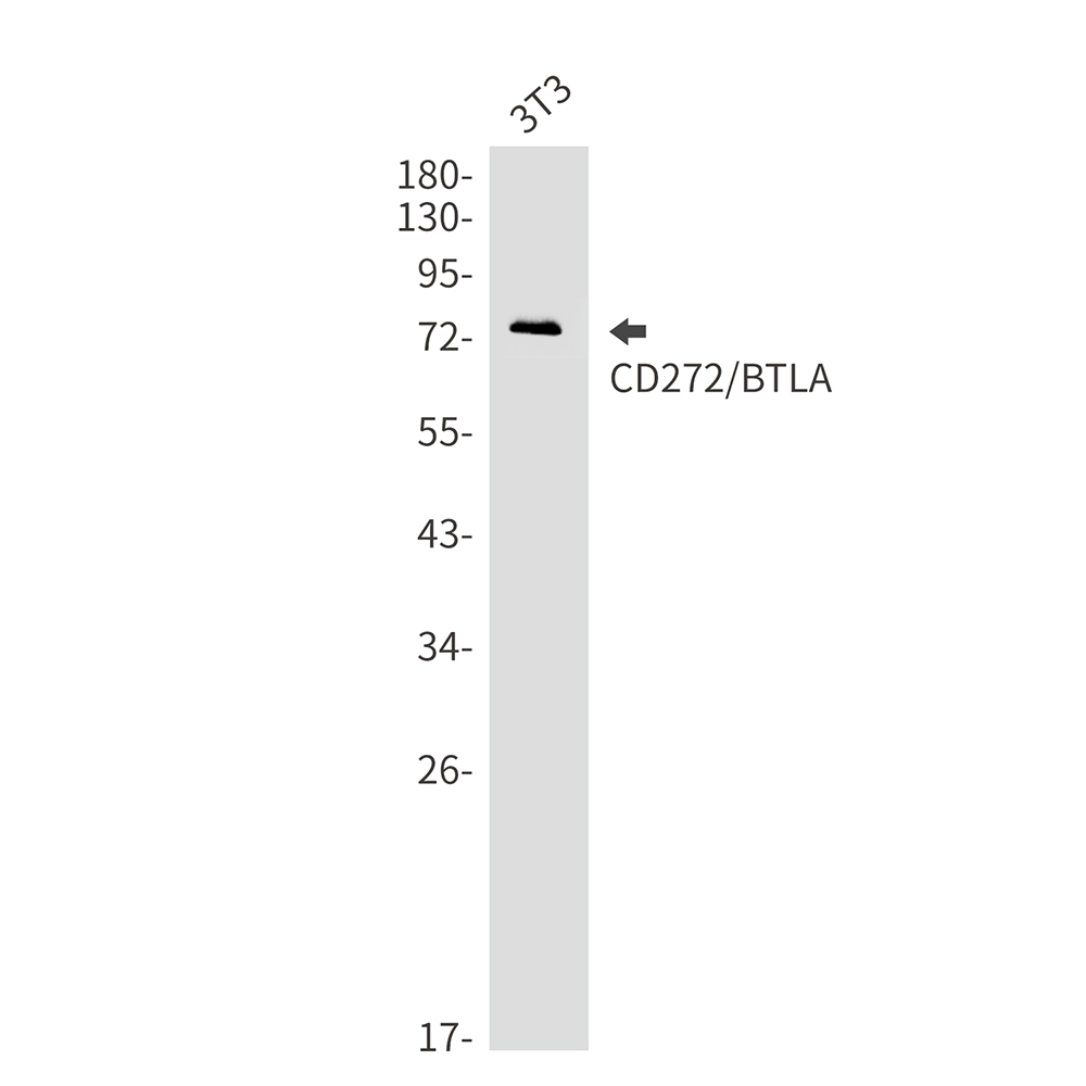 Rabbit Monoclonal Antibody to CD272