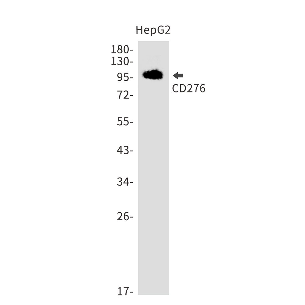 Rabbit Monoclonal Antibody to CD276