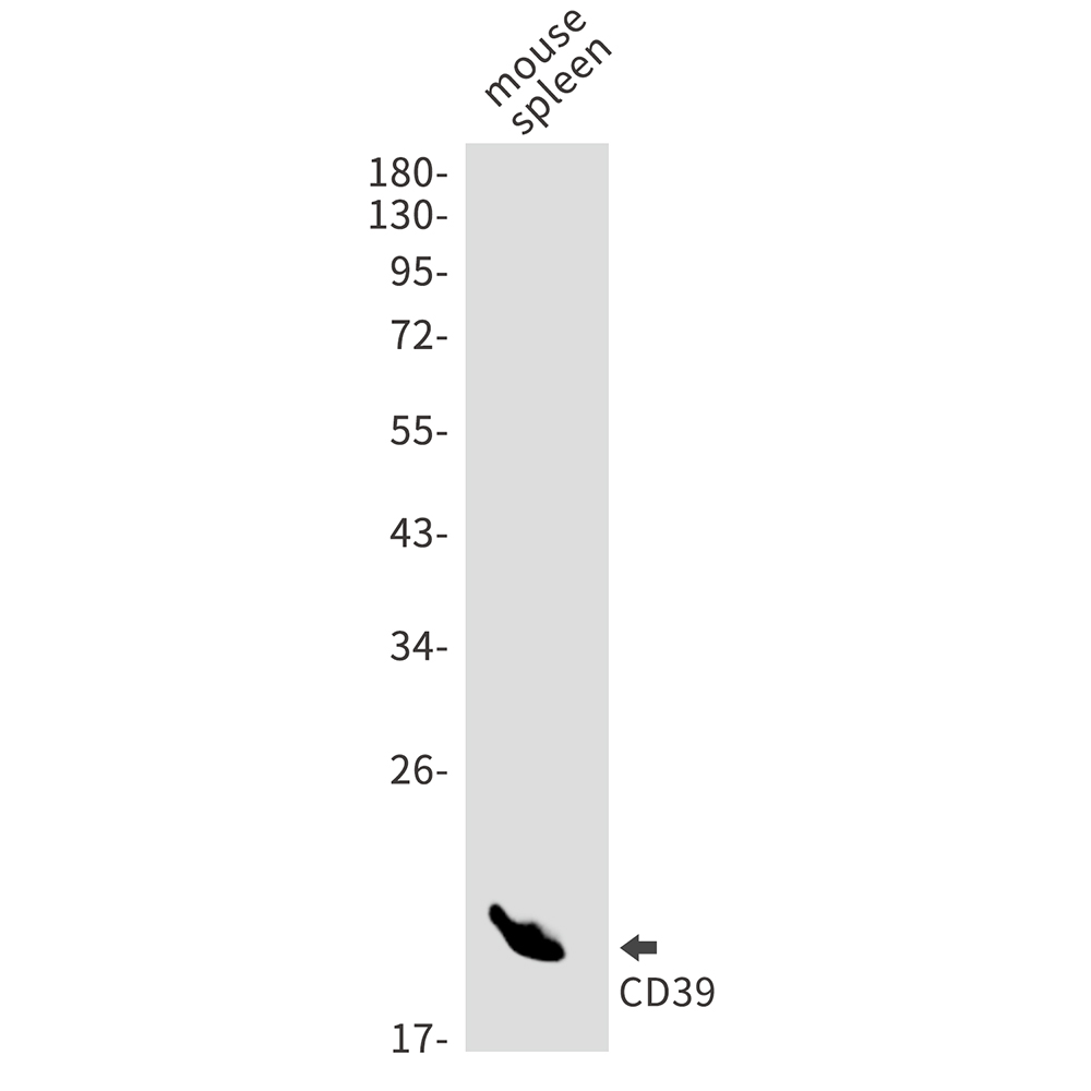 Rabbit Monoclonal Antibody to CD39