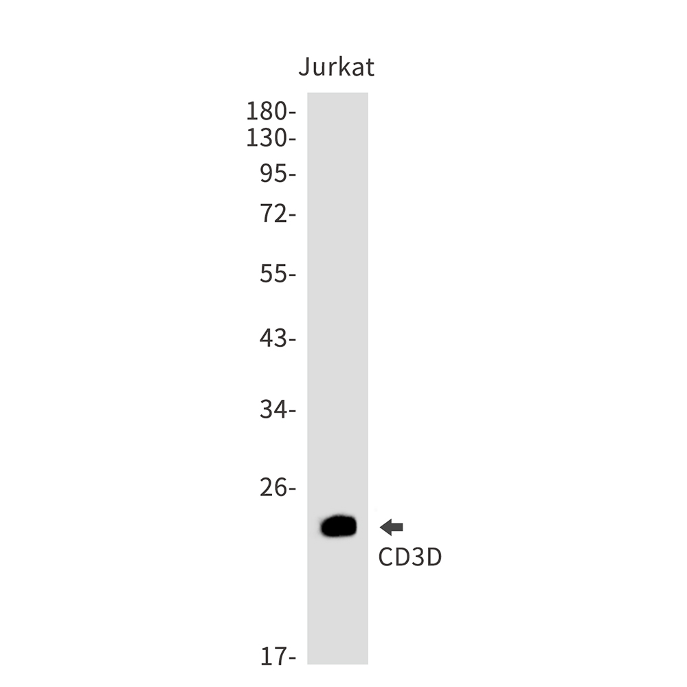 Rabbit Monoclonal Antibody to CD3D