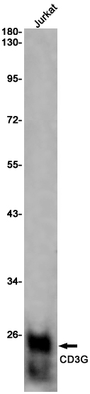Rabbit Monoclonal Antibody to CD3G