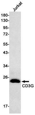Rabbit Monoclonal Antibody to CD3G