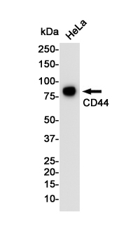 Rabbit Monoclonal Antibody to CD44