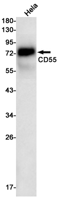 Rabbit Monoclonal Antibody to CD55