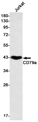 Rabbit Monoclonal Antibody to CD79a