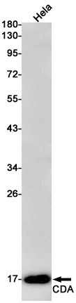 Rabbit Monoclonal Antibody to CDA