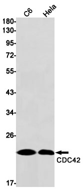 Rabbit Monoclonal Antibody to CDC42