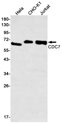 Rabbit Monoclonal Antibody to CDC7