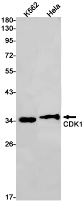 Rabbit Monoclonal Antibody to CDK1