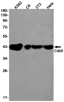 Rabbit Monoclonal Antibody to CDK9