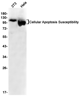 Rabbit Monoclonal Antibody to Cellular Apoptosis Susceptibility
