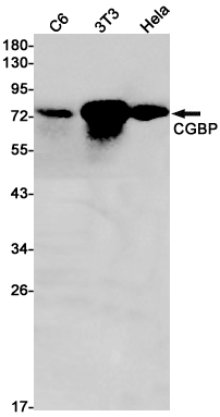 Rabbit Monoclonal Antibody to CGBP
