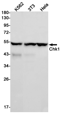 Rabbit Monoclonal Antibody to Chk1