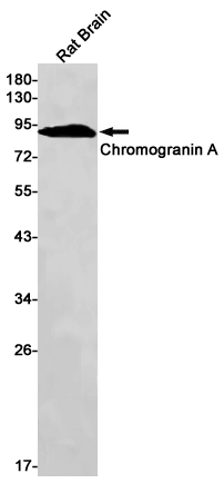 Rabbit Monoclonal Antibody to Chromogranin A