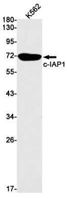 Rabbit Monoclonal Antibody to cIAP1