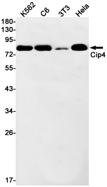 Rabbit Monoclonal Antibody to CIP4