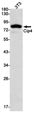 Rabbit Monoclonal Antibody to CIP4